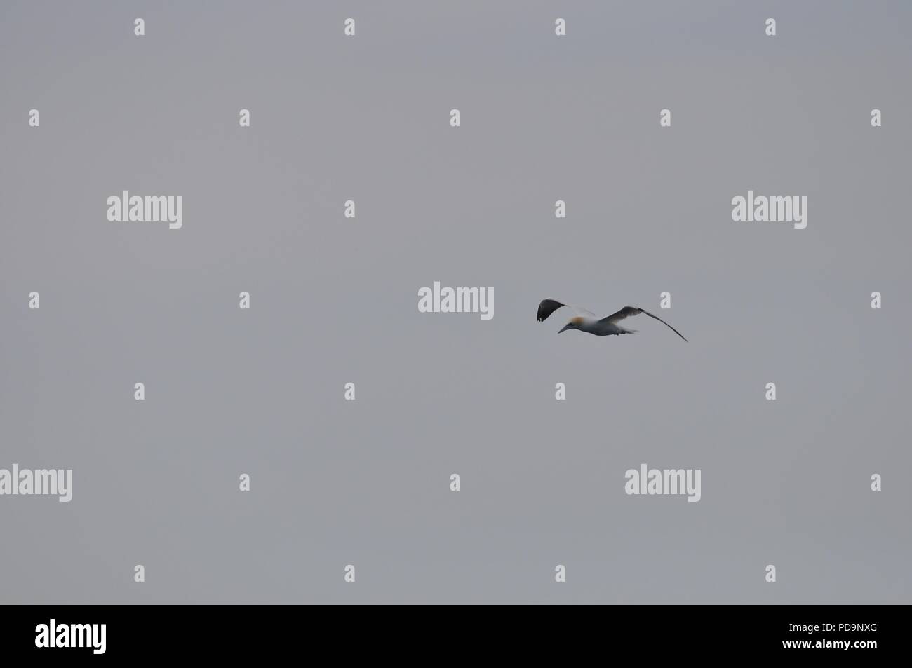 Northern Gannet in volo (Morus) (Morus bassanus) (Gannett battenti) Foto Stock
