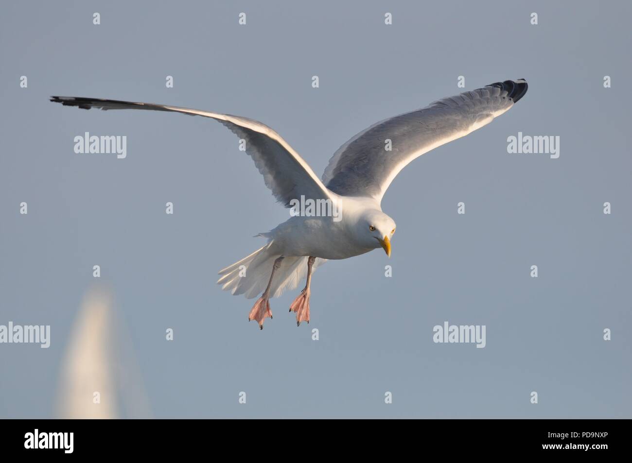Aringa Gabbiano in volo sopra il mare (aringa Gull battenti) (Larus argentatus) Foto Stock