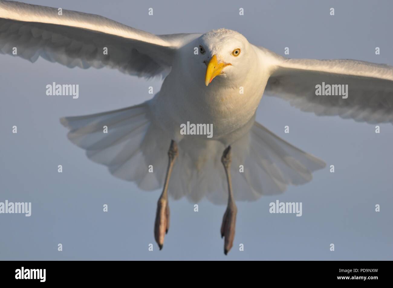 Aringa Gabbiano in volo sopra il mare (aringa Gull battenti) (Larus argentatus) Foto Stock