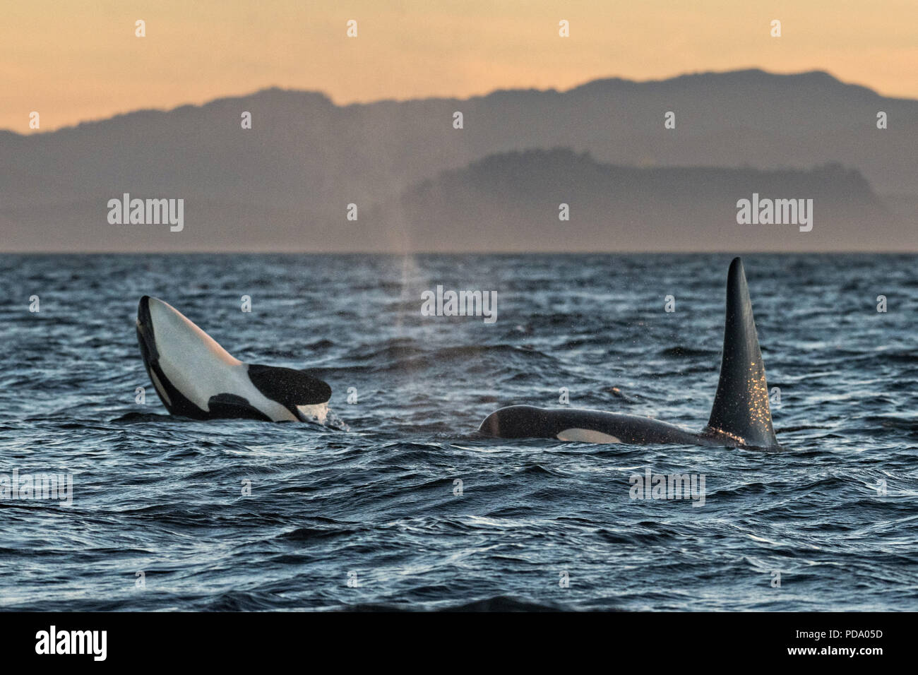 Orcas nel sud del resident balena killer in via di estinzione J POD gioca in Salish mare al tramonto Agosto 4, 2018 fuori dall'Isola di Vancouver, British Columbia, Canada. J-Pod Orcas hanno subito un calo di numeri e salute e sarà parte di un programma di trattarli con antibiotici per assistere la lottando pod. Foto Stock