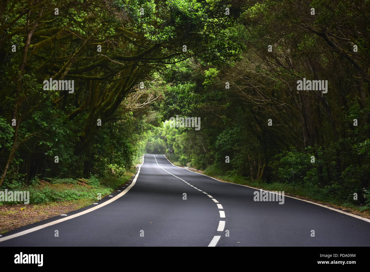 Avvolgimento su strada forestale nel parco nazionale Garajonay su La Gomera Canary Island in Spagna Foto Stock