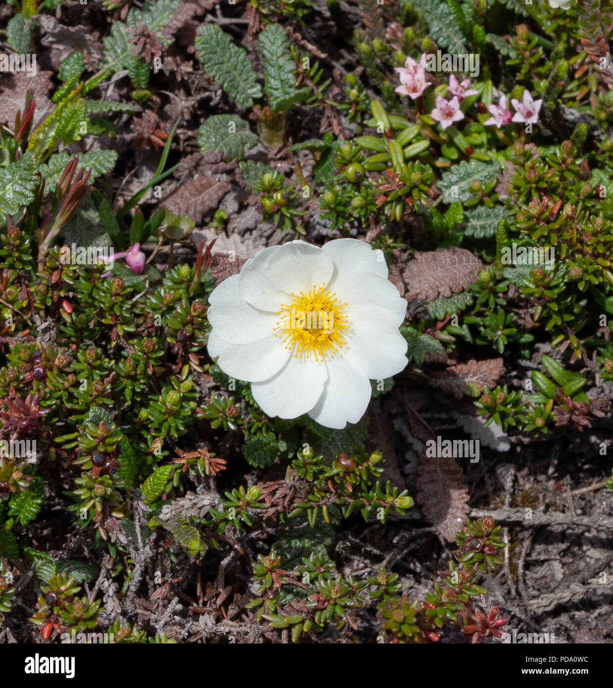 Bella vista dall'alto della montagna bianca Avens (Dryas octopetala) Foto Stock