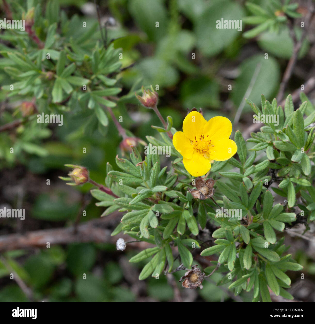 Un fiore giallo fiorisce su una Tundra Rose (Dasiphora fruticosa) bush nel nome, Alaska Foto Stock