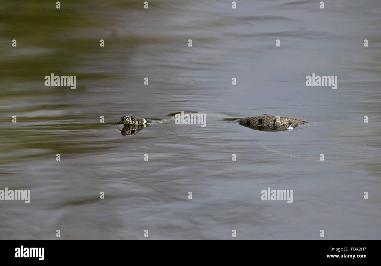 Biscia-Natrix natrix. Regno Unito Foto Stock