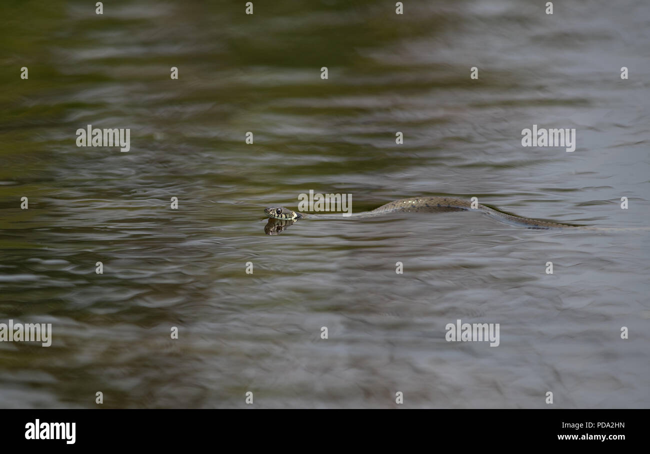 Biscia-Natrix natrix. Regno Unito Foto Stock
