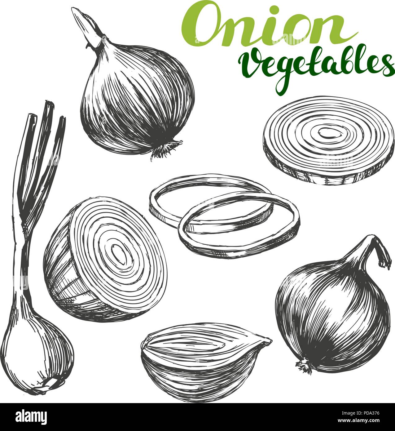 Onion imposta vegetali disegnati a mano illustrazione vettoriale disegno realistico Illustrazione Vettoriale