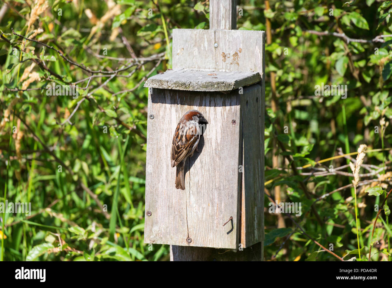 Maschio di casa passero a Reifel Bird Sanctuary, Vancouver BC Canada Foto Stock