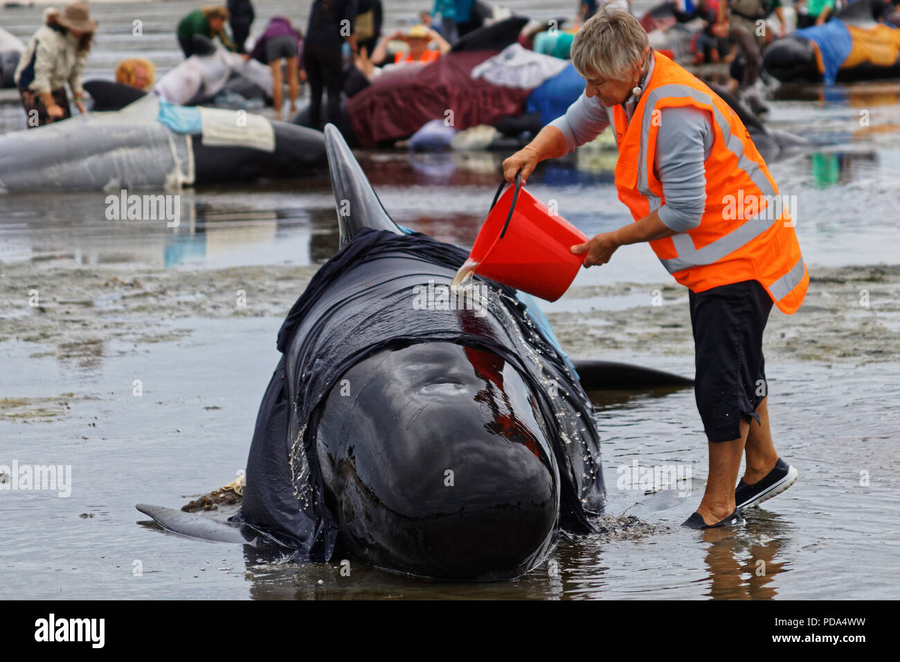 Nuova Zelanda, Farewell Spit, balena la cordatura, animale, balena, mare, acqua, fin, emozionale, costa, cetacei, triste, filamento, mammifero marino, morì, aprire, Sandy Foto Stock