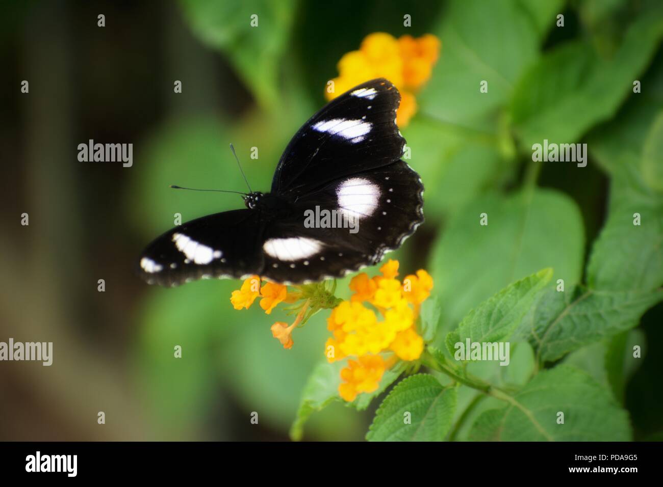 Macchie nere Butterfly Foto Stock