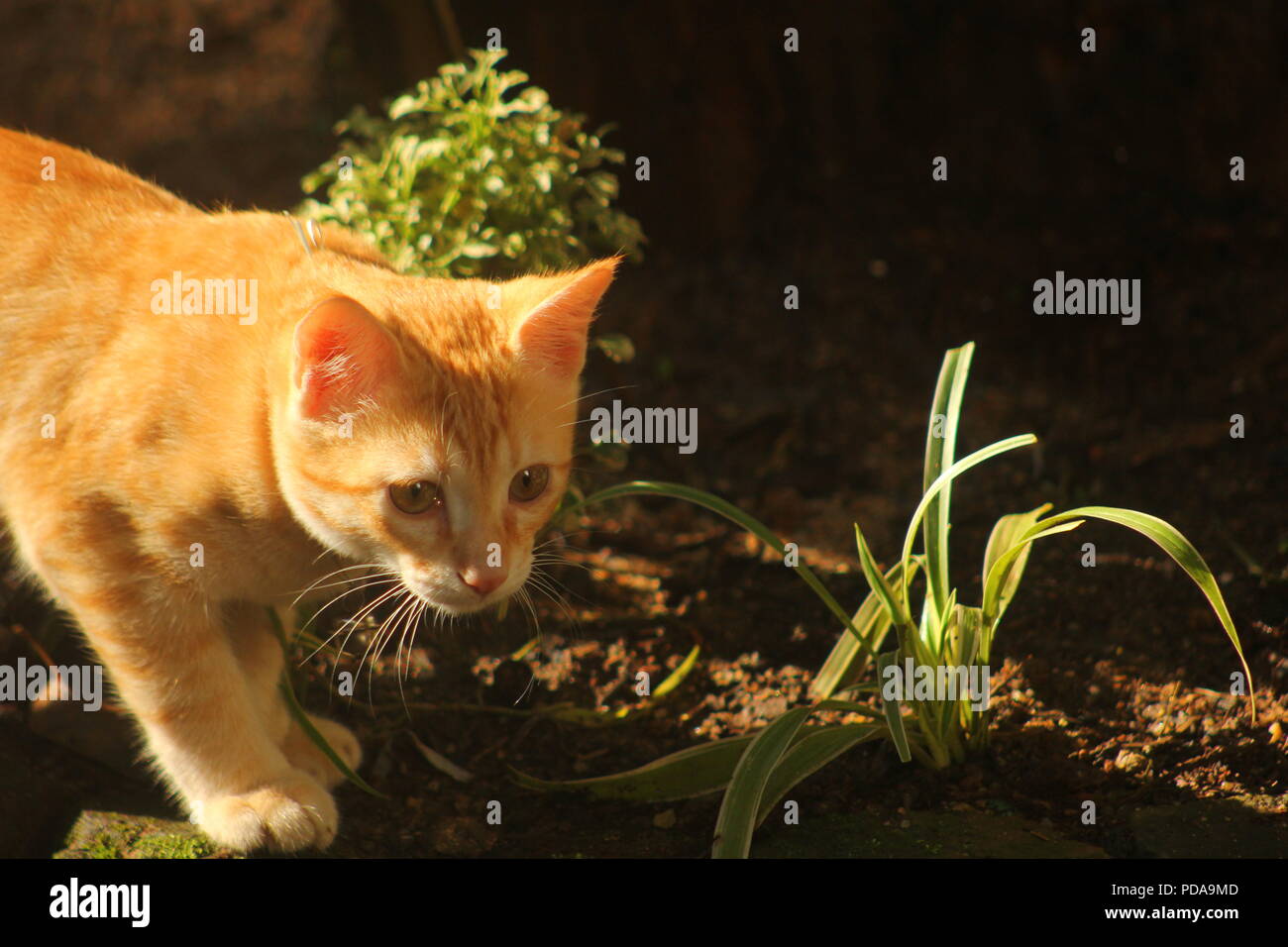 Il gatto domestico è un piccolo, tipicamente peloso mammifero carnivoro. Foto Stock