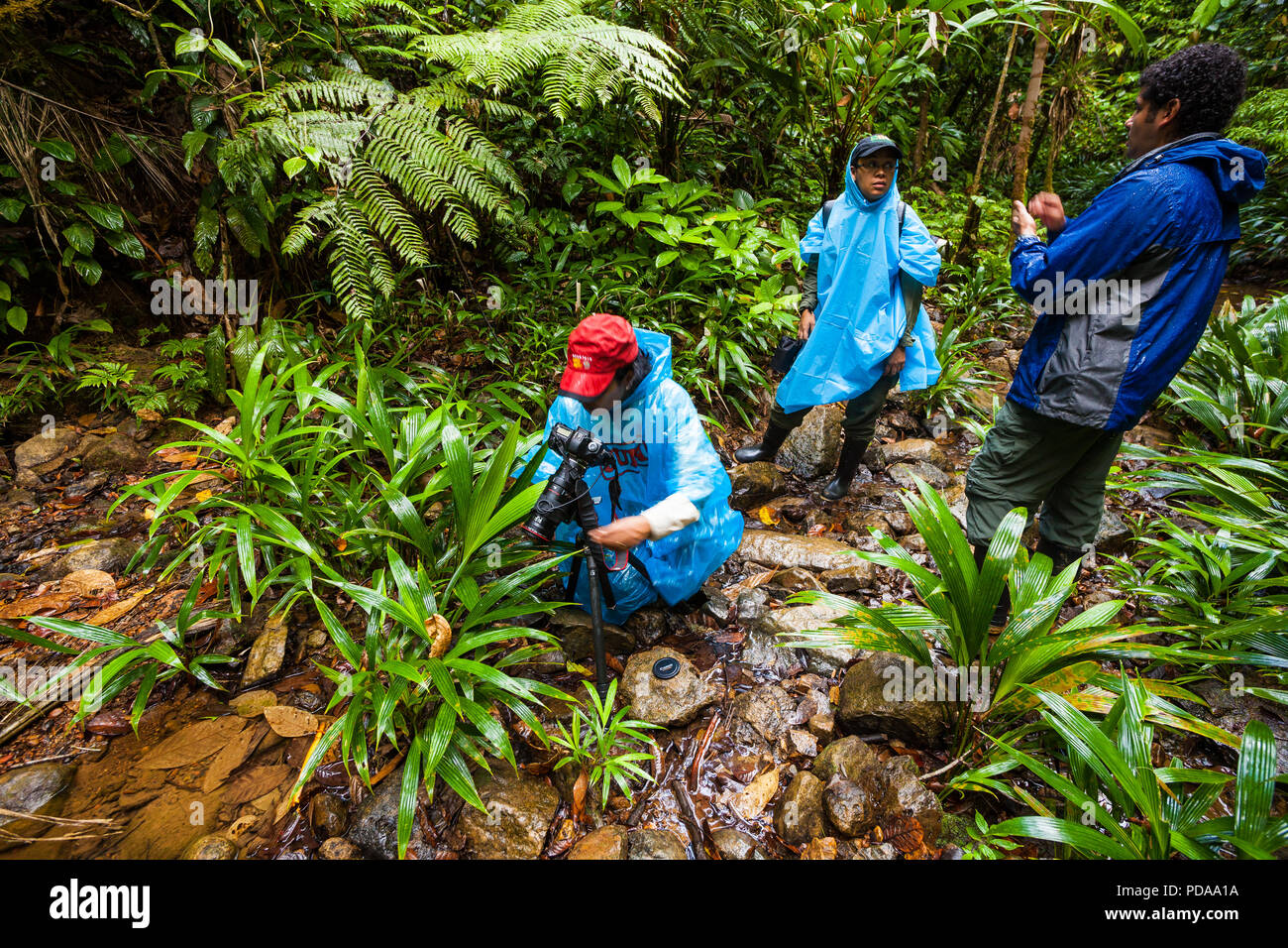Natura i turisti e la guida in un giorno di pioggia nella foresta pluviale vicino Burbayar lodge, El Llano, Repubblica di Panama. Foto Stock