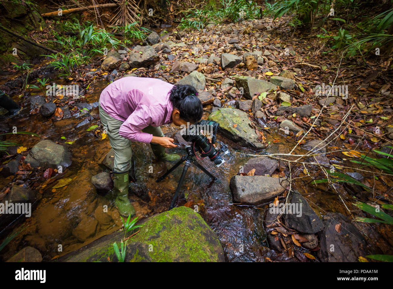 Macro fotografo a scattare foto di anfibi nella foresta pluviale vicino Burbayar lodge, El Llano, Repubblica di Panama. Foto Stock