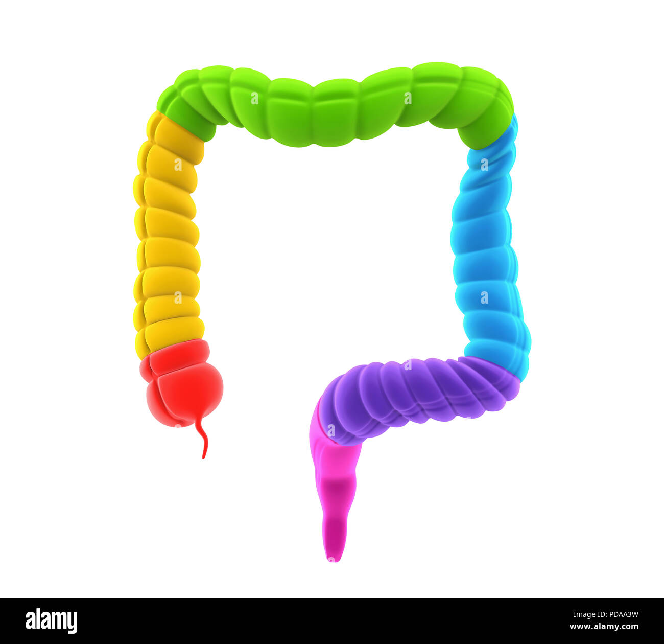 Colon umano anatomia Foto Stock