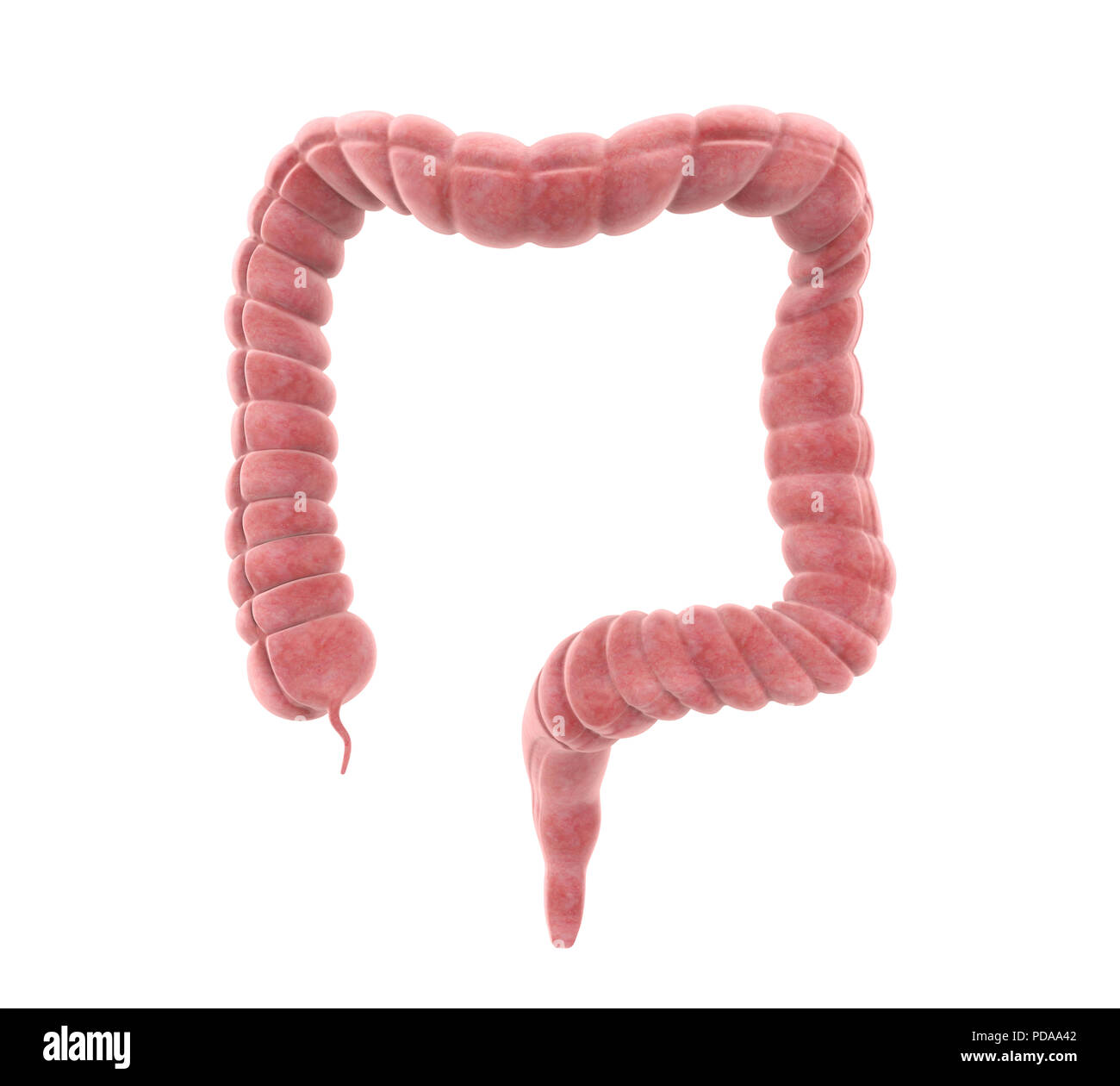 Colon umano anatomia Foto Stock