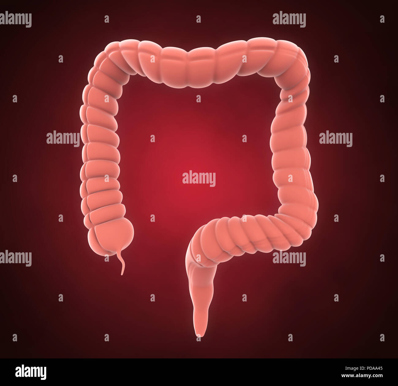 Colon umano anatomia Foto Stock