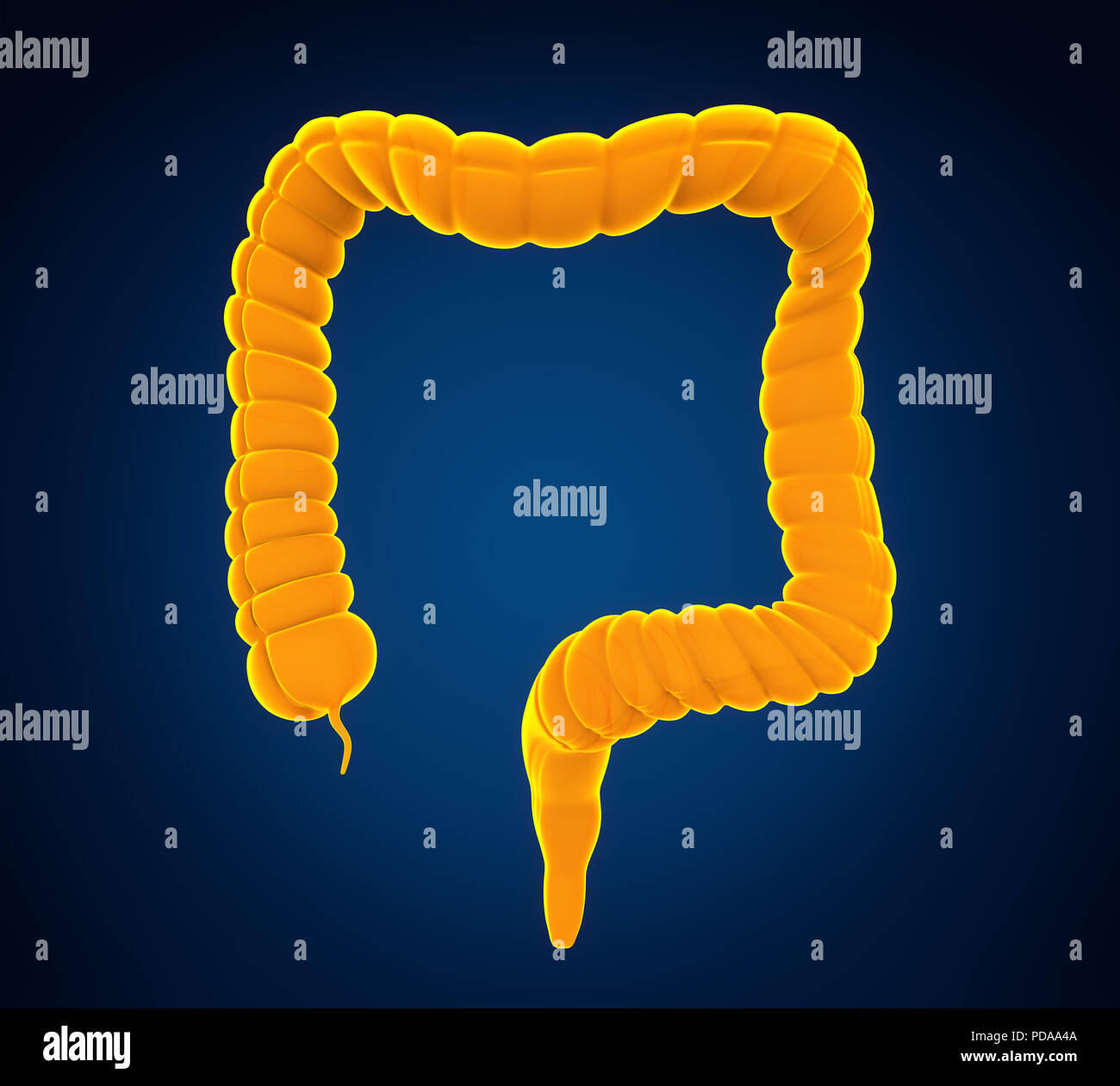 Colon umano anatomia Foto Stock