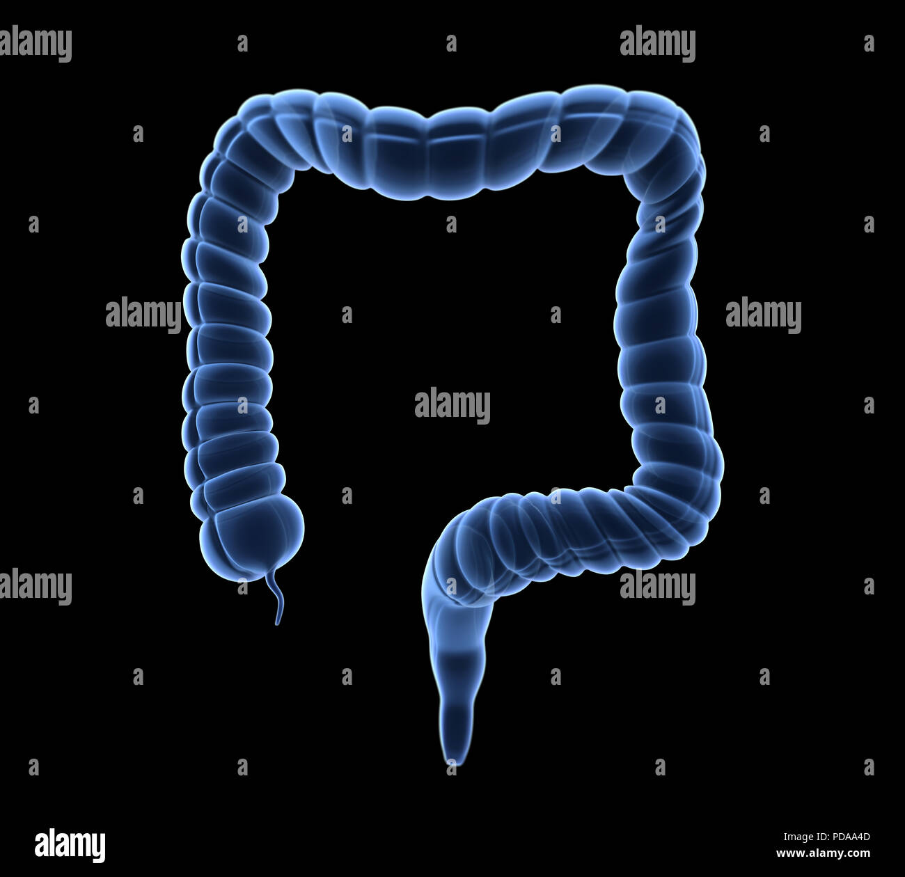 Colon umano anatomia Foto Stock