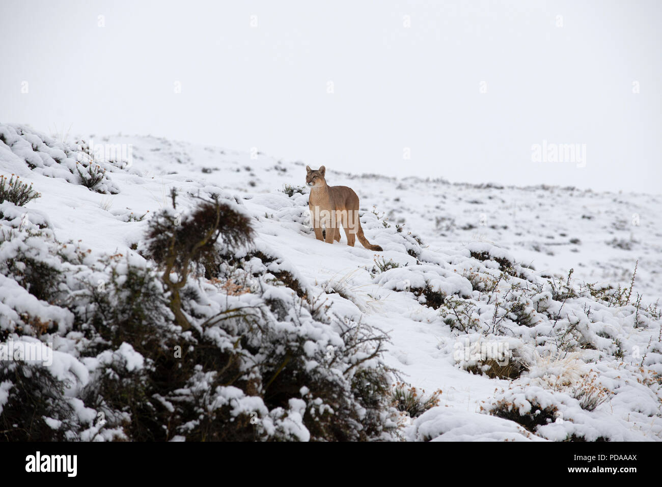 Wild femmina adulta del nasello di Patagonia Puma permanente sulla coperta di neve hill. Parco Nazionale di Torres del Paine Cile Foto Stock