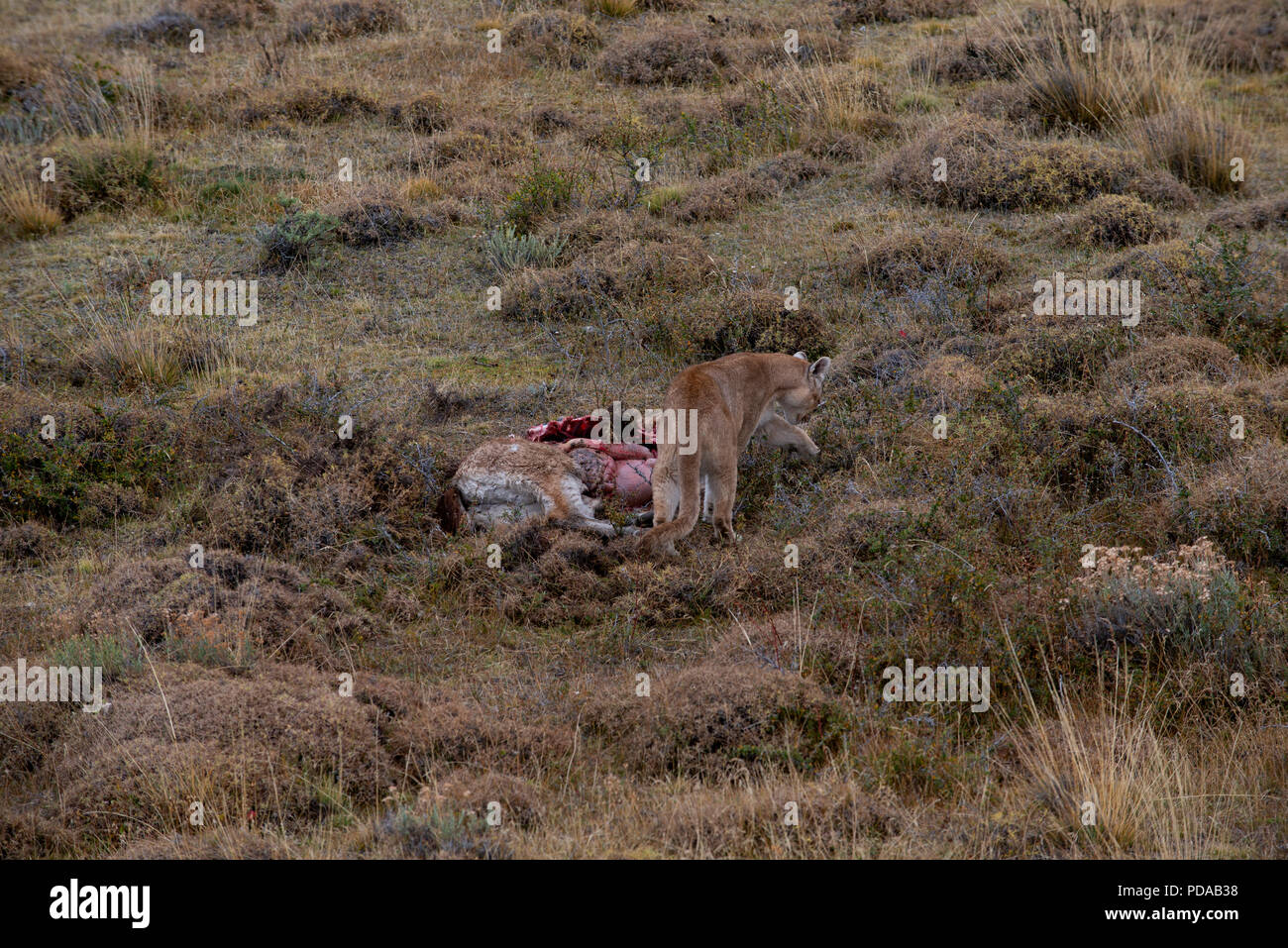 Wild femmina adulta di Patagonia alimentazione Puma su una carcassa di guanaco è la principale specie preda. Parco Nazionale di Torres del Paine.Cile. Foto Stock