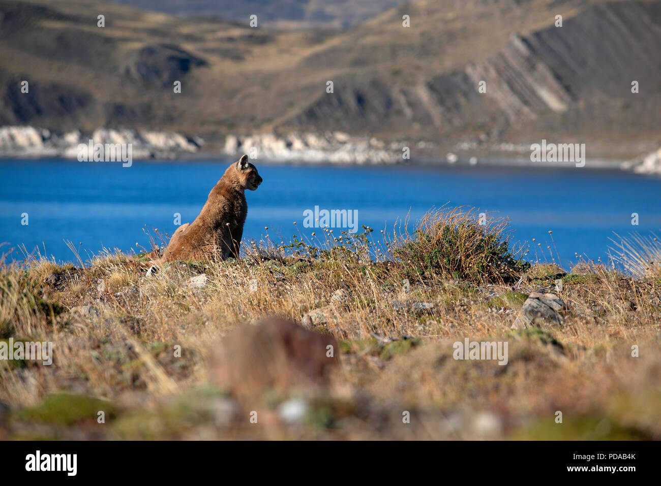 Nasello di Patagonia Puma Cub poggiante su una scogliera vicino alle sponde del lago Sarmiento, Parco Nazionale Torres del Paine, Cile. Foto Stock