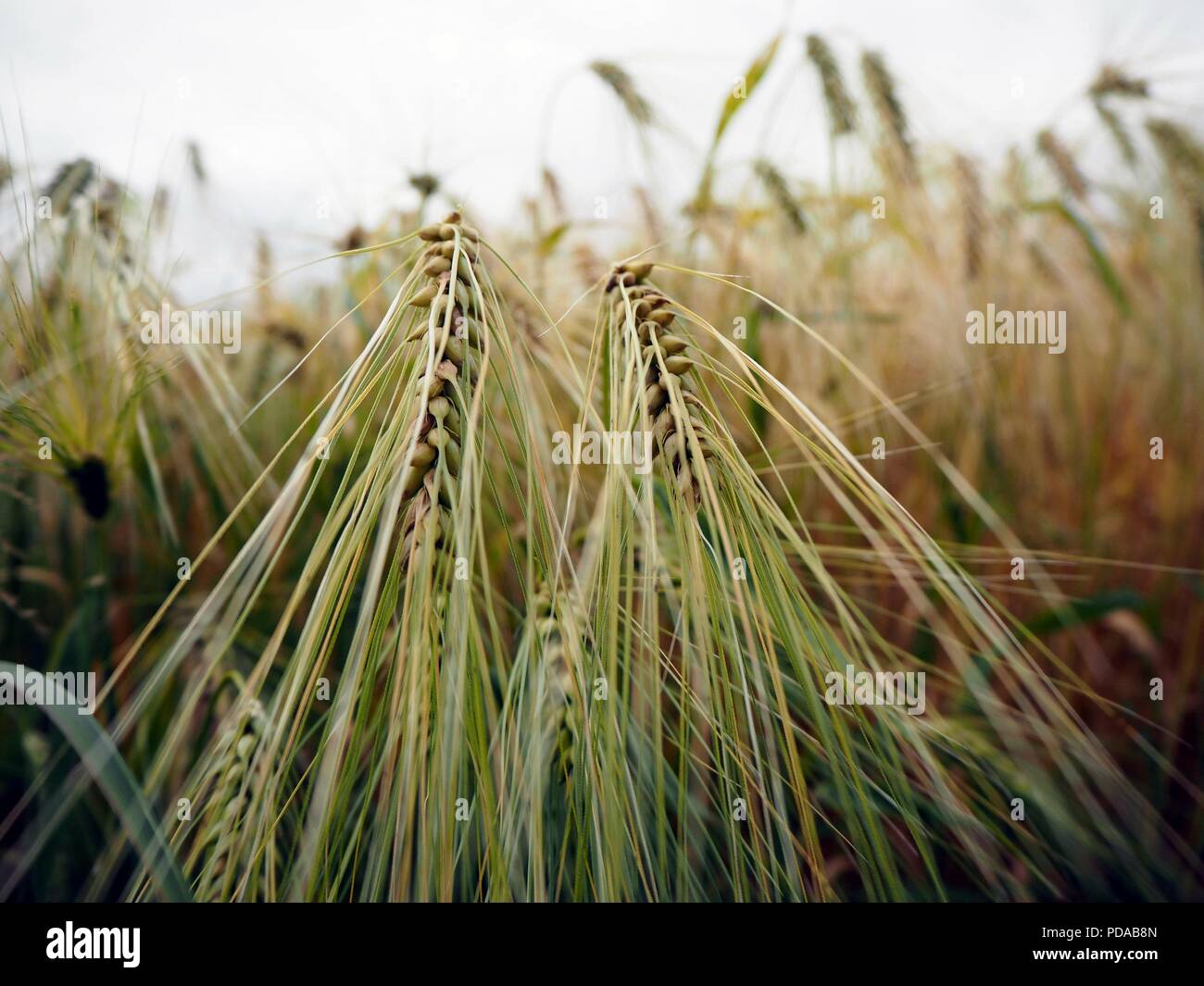 Bella di orzo e di avena campo Foto Stock