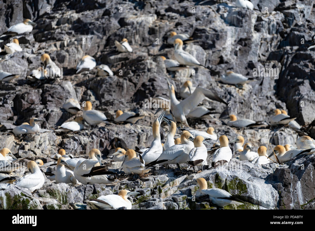 Gannets Nesting, Bass Rock, Scozia Foto Stock