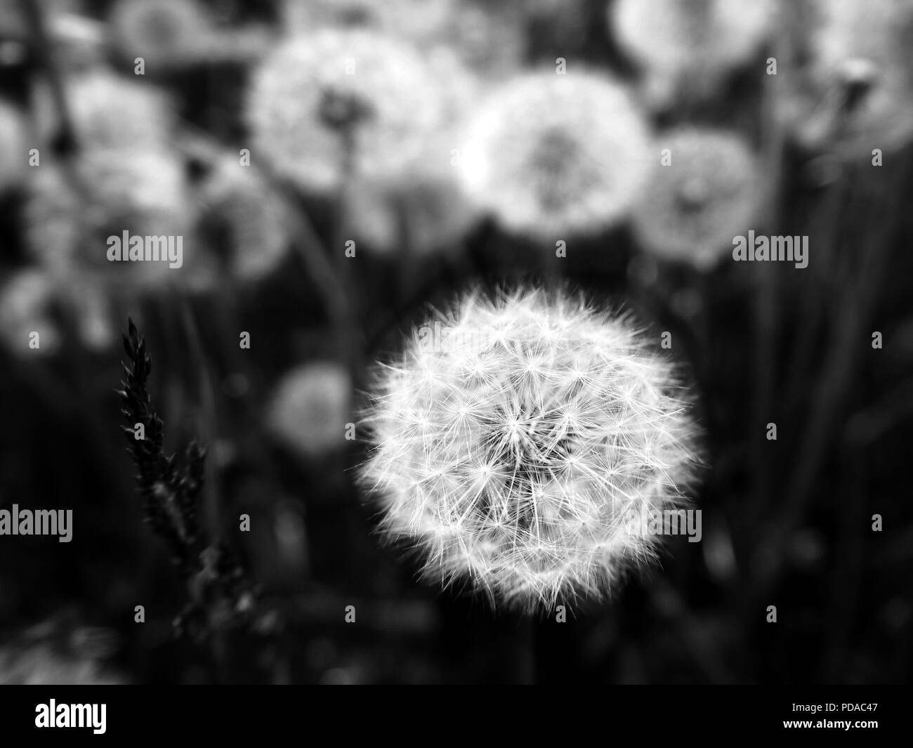 Dente di leone bianco di campo dei fiori in estate in bianco e nero Foto Stock