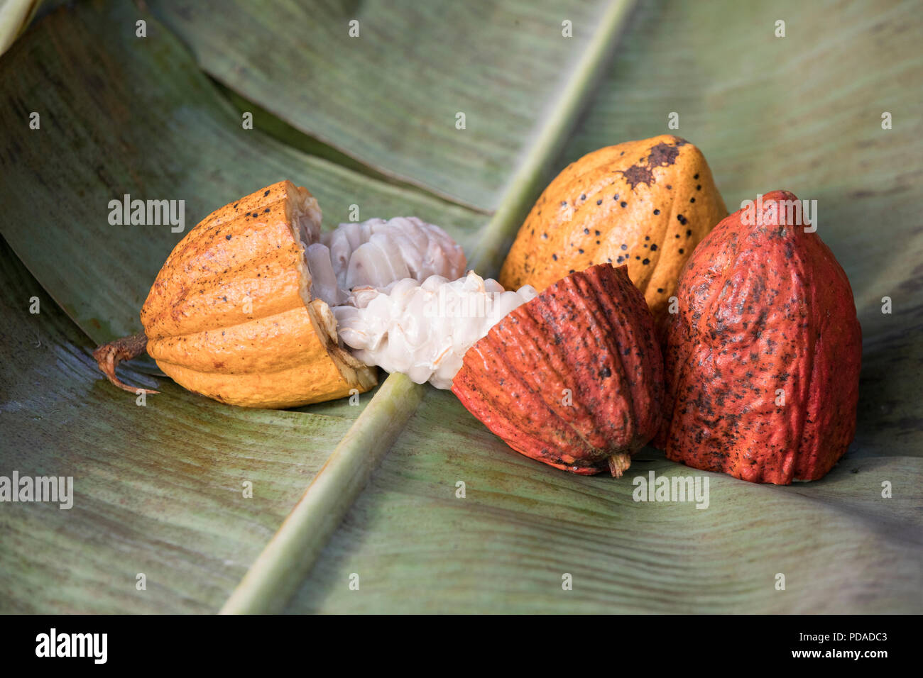 Baccelli di cacao sono split aperta a rivelare il dolce, frutti carnosi, avvolgendo i chicchi di cacao nel distretto di Mukono, Uganda, Africa orientale. Foto Stock