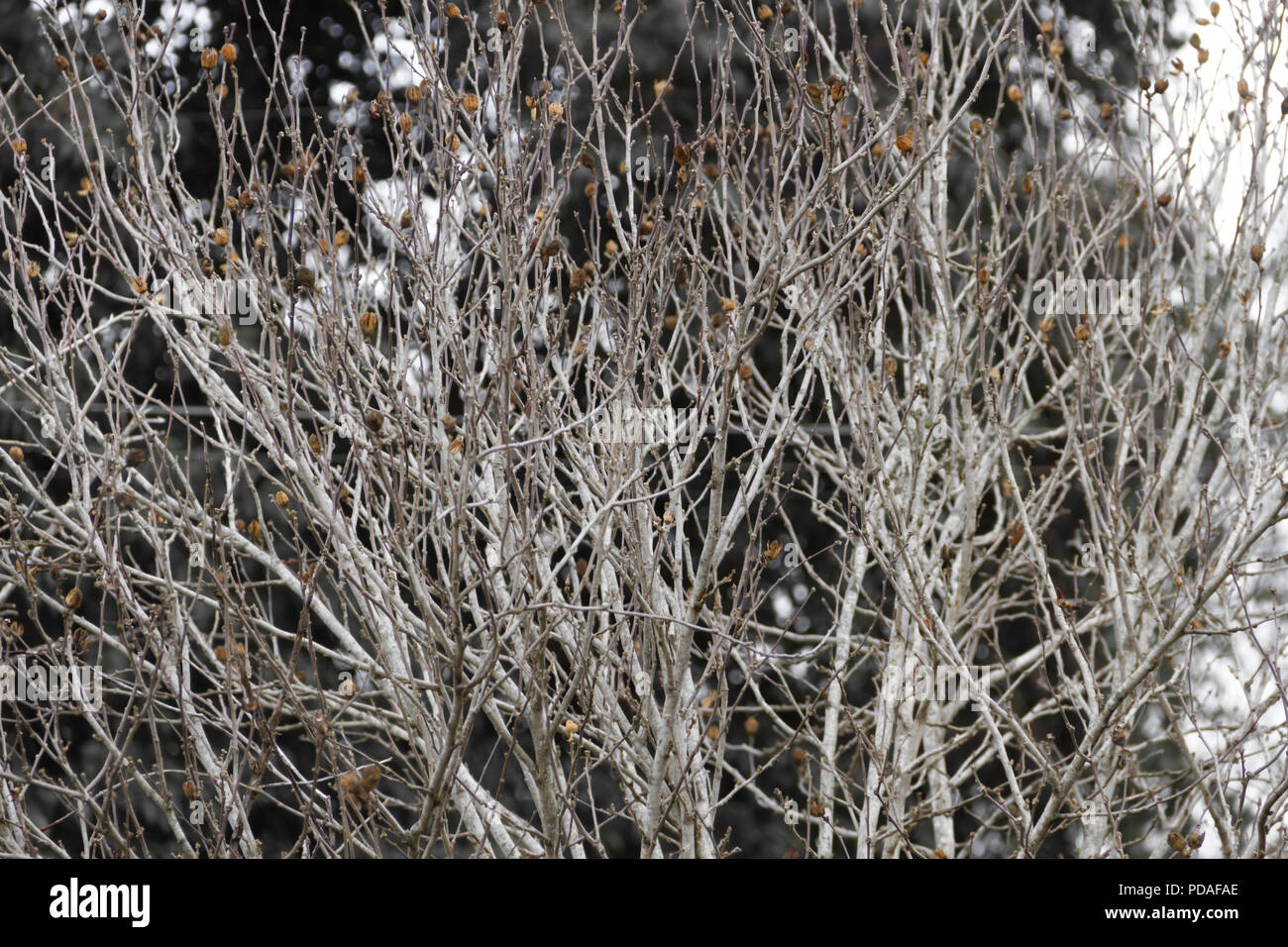 Rami dell'albero nudo dal freddo in autunno e inverno Foto Stock