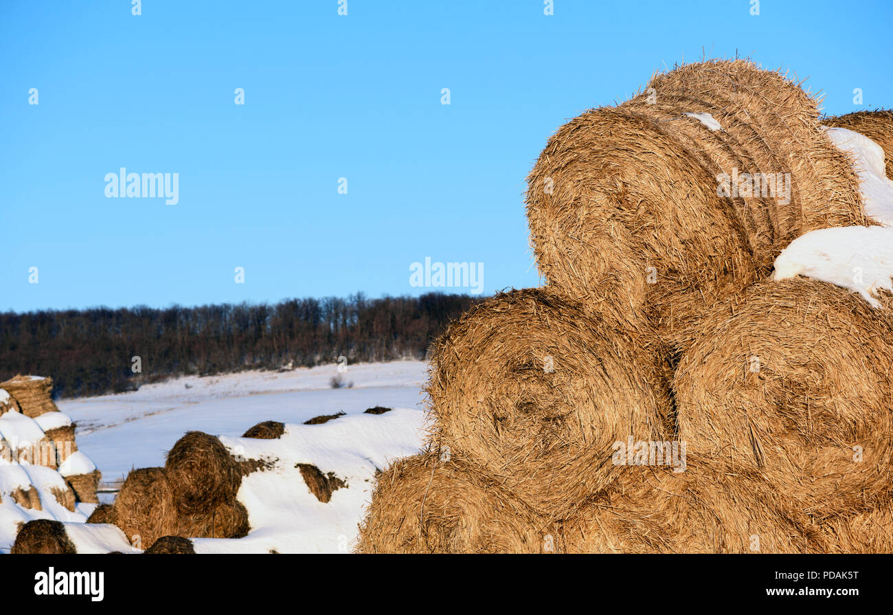 Paglia rotondo hale baie usato come foraggio e lettiere per cavalli e vacche impilati in righe in inverno con blue-sky background e copia area spazio per farmin Foto Stock