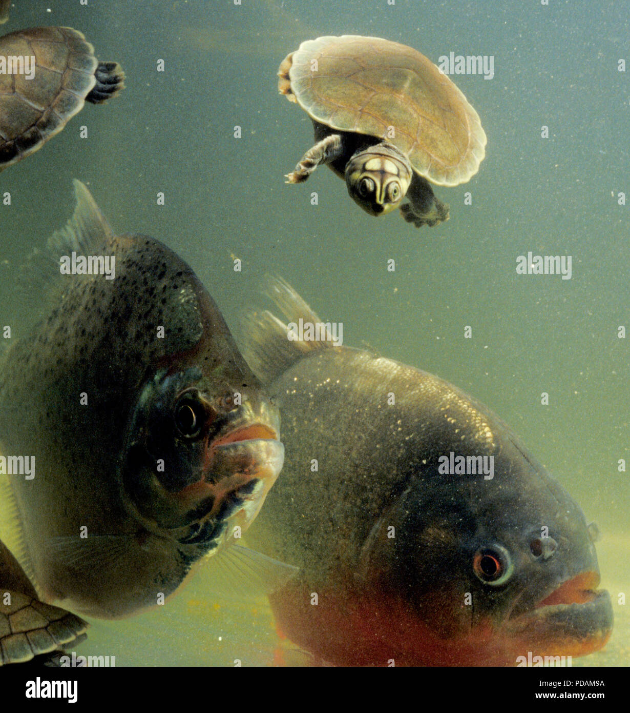 (Nota del redattore: la ritrasmissione con raccolto alternativo) - carnivoro piranhas attacco fiume baby tartarughe, Amazzonia, Stato di Roraima, Brasile del Nord. Foto Stock