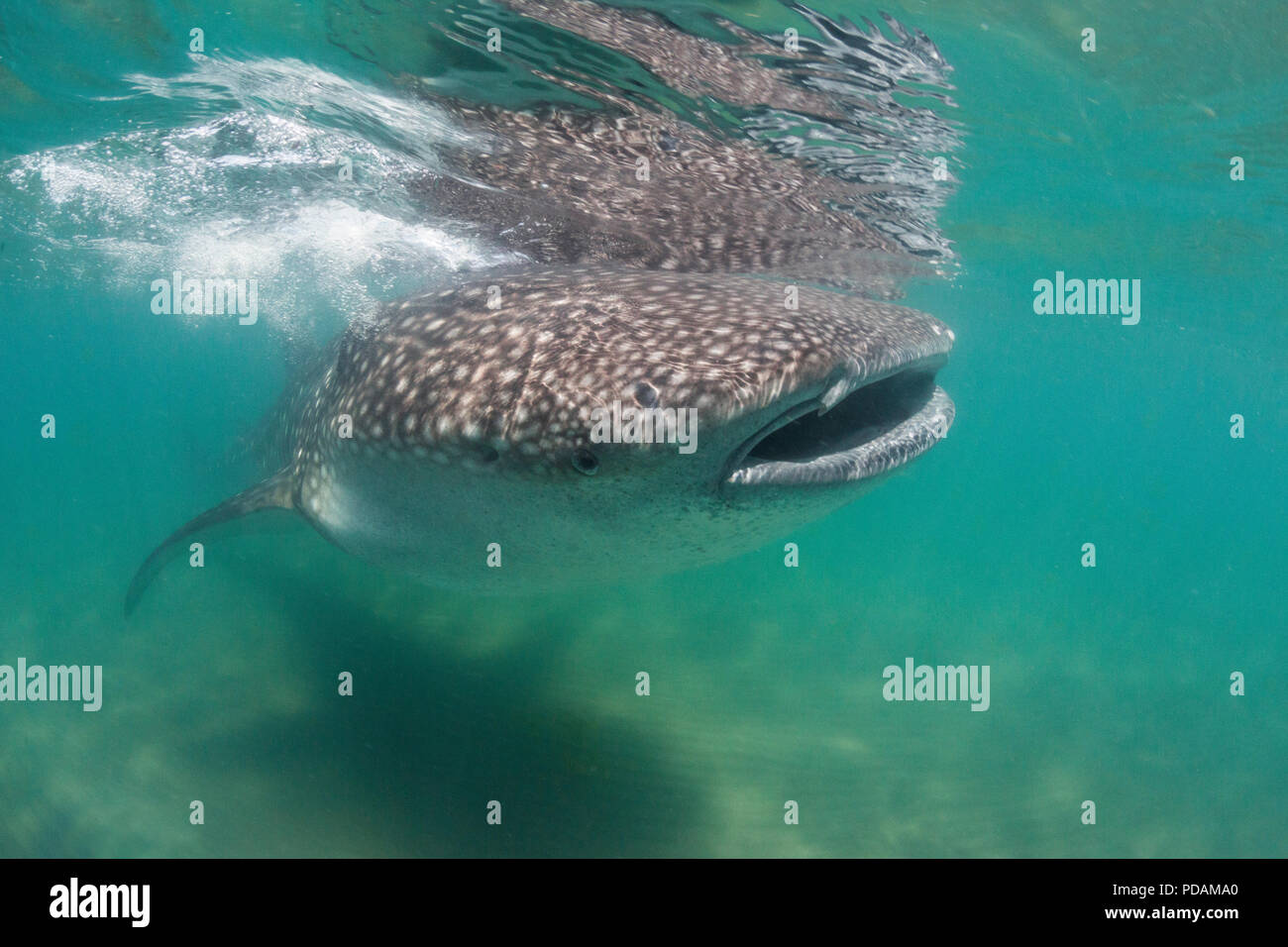 I giovani di squalo balena, Rhincodon typus, subacquea a El Mogote, Baja California Sur, Messico. Foto Stock
