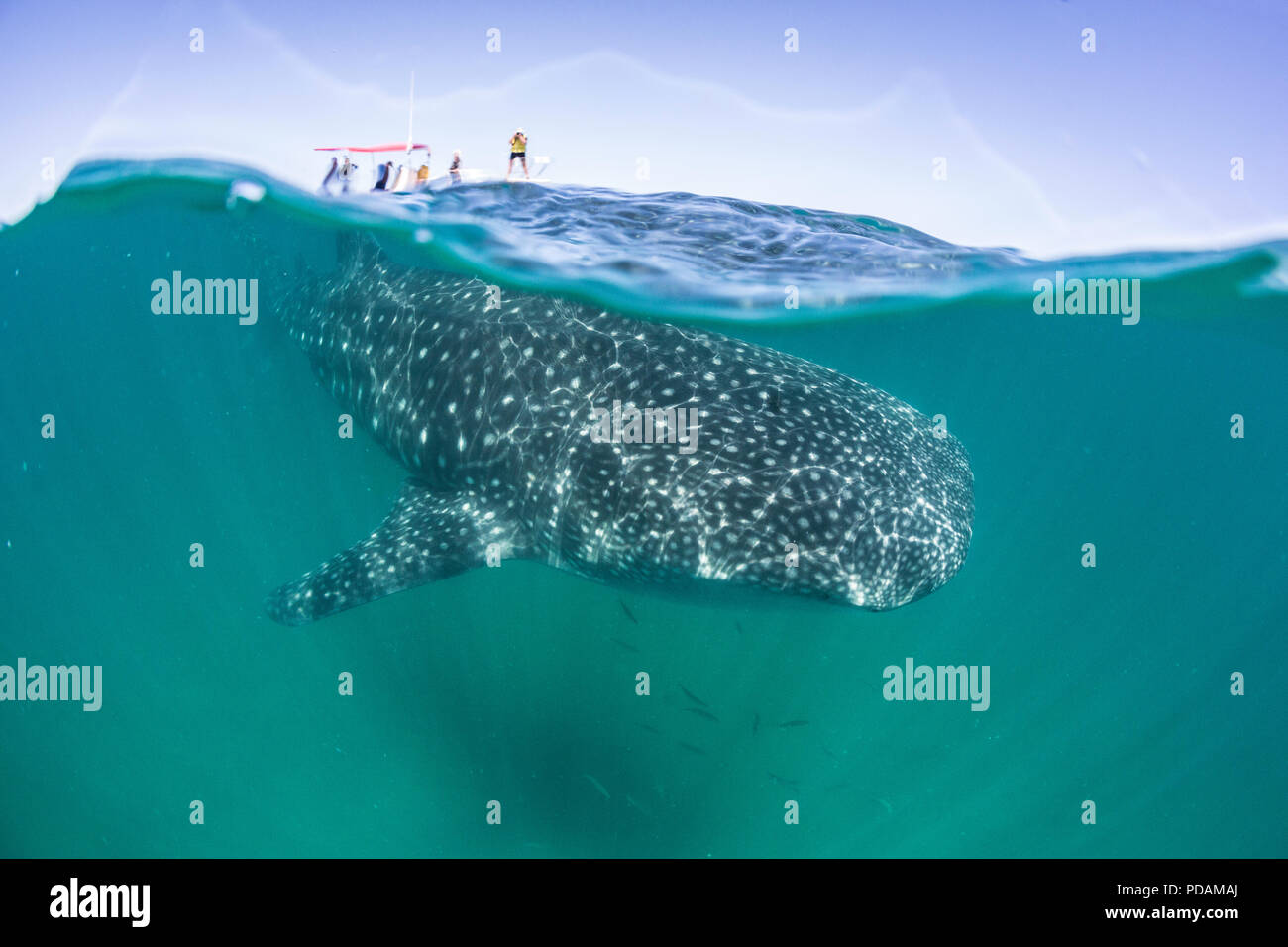 I giovani di squalo balena, Rhincodon typus, la metà superiore e la metà inferiore con i turisti a El Mogote, BCS, Messico. Foto Stock