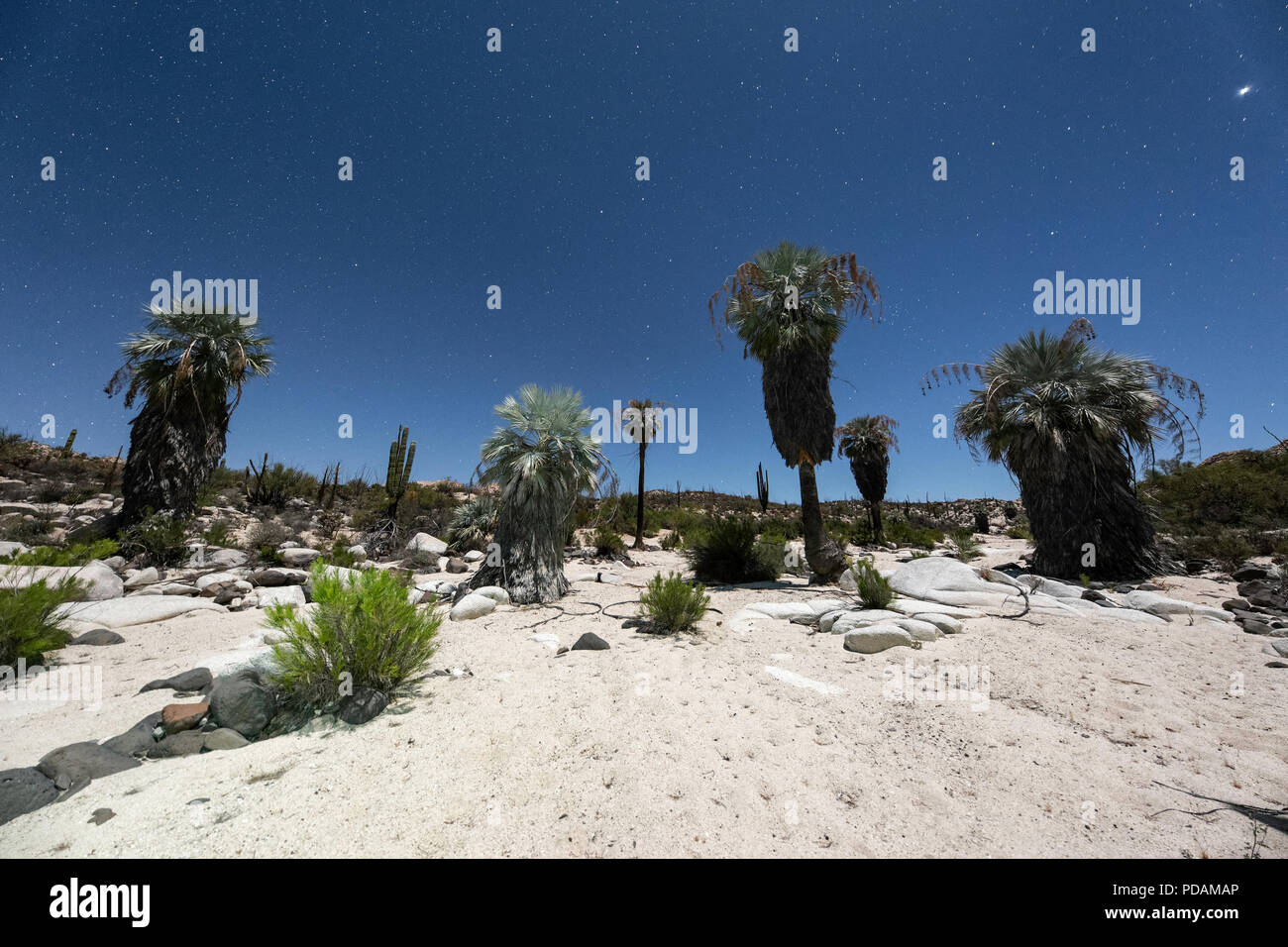 Washington palme di notte in un arroyo vicino Misión de San Francisco de Borja, Baja California, Messico Foto Stock