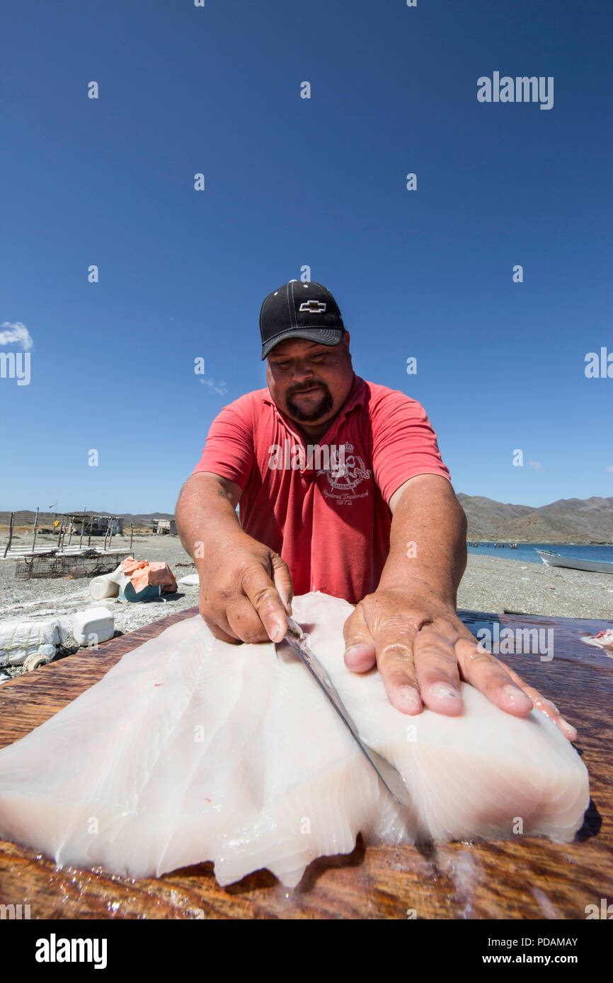 Squalo locale pescatore di pulizia e salatura le proprie catture su Belcher punto, Isola di Magdalena, BCS, Messico. Foto Stock