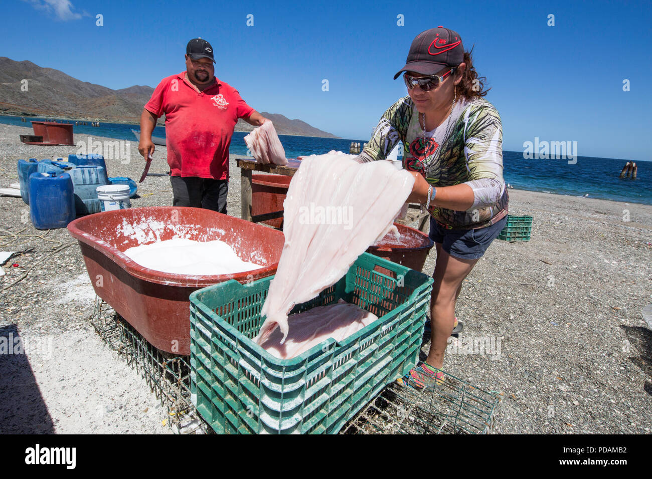 Squalo locale pescatore di pulizia e salatura le proprie catture su Belcher punto, Isola di Magdalena, BCS, Messico. Foto Stock