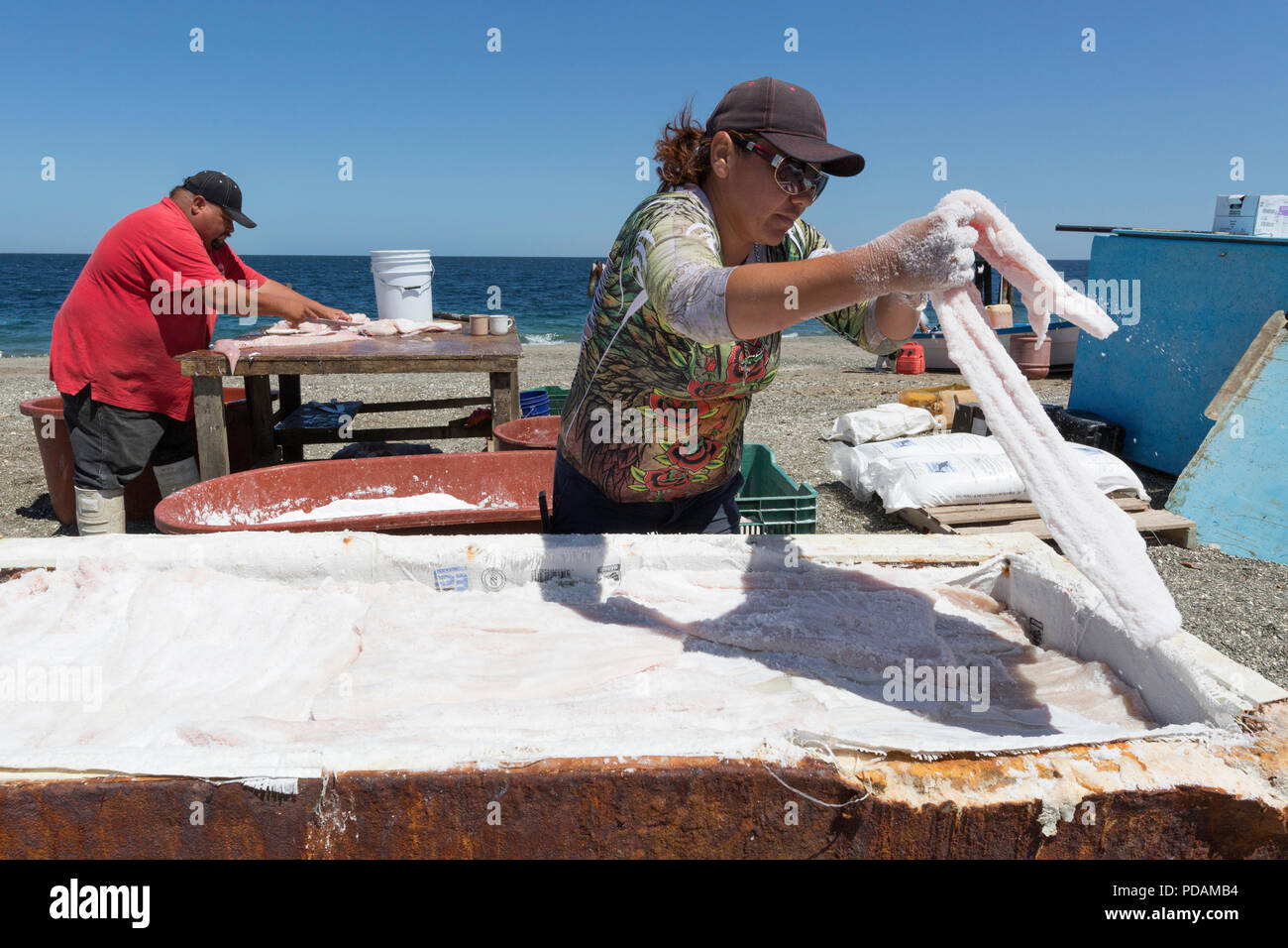 Squalo locale pescatore di pulizia e salatura le proprie catture su Belcher punto, Isola di Magdalena, BCS, Messico. Foto Stock