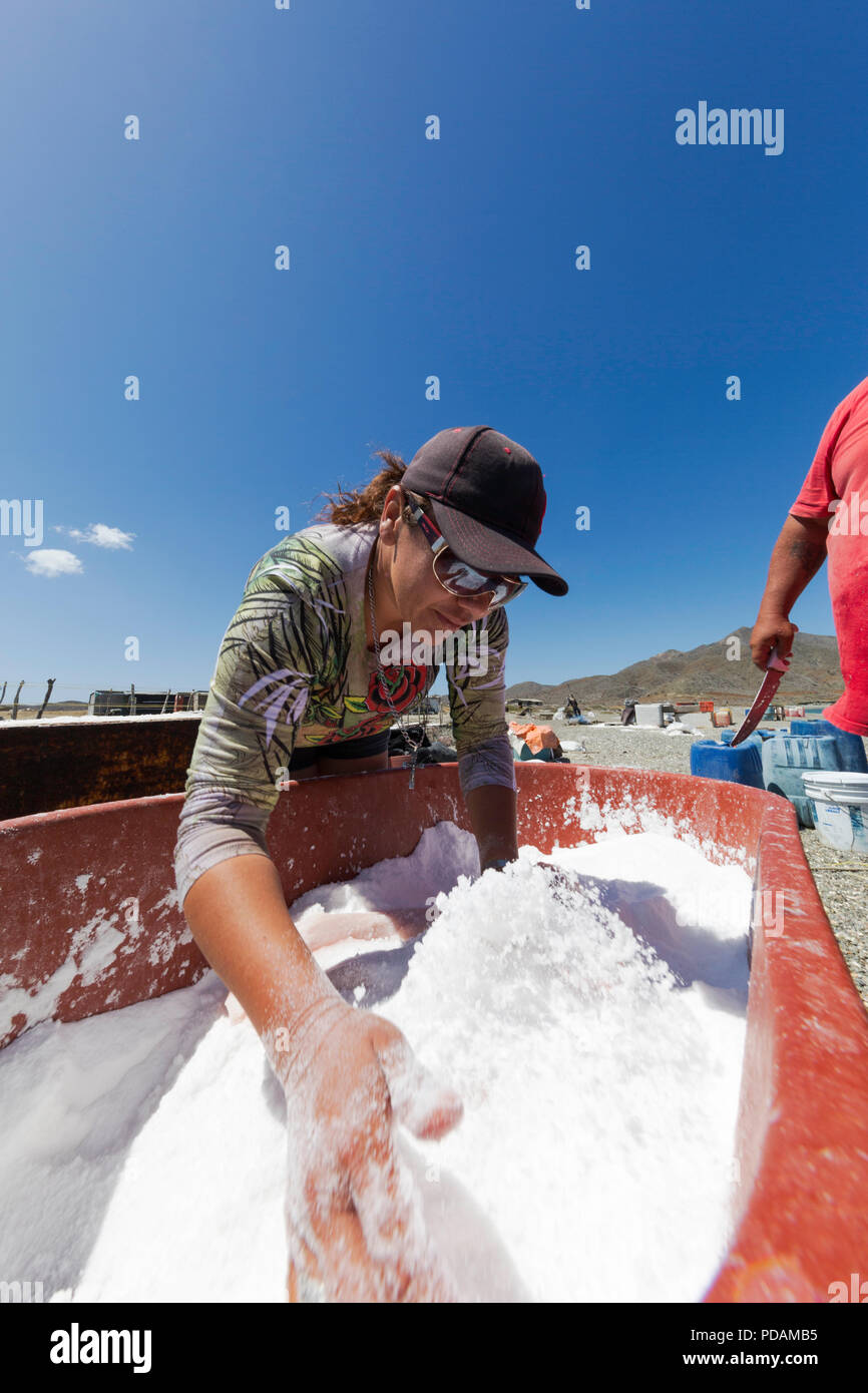 Squalo locale pescatore di pulizia e salatura le proprie catture su Belcher punto, Isola di Magdalena, BCS, Messico. Foto Stock