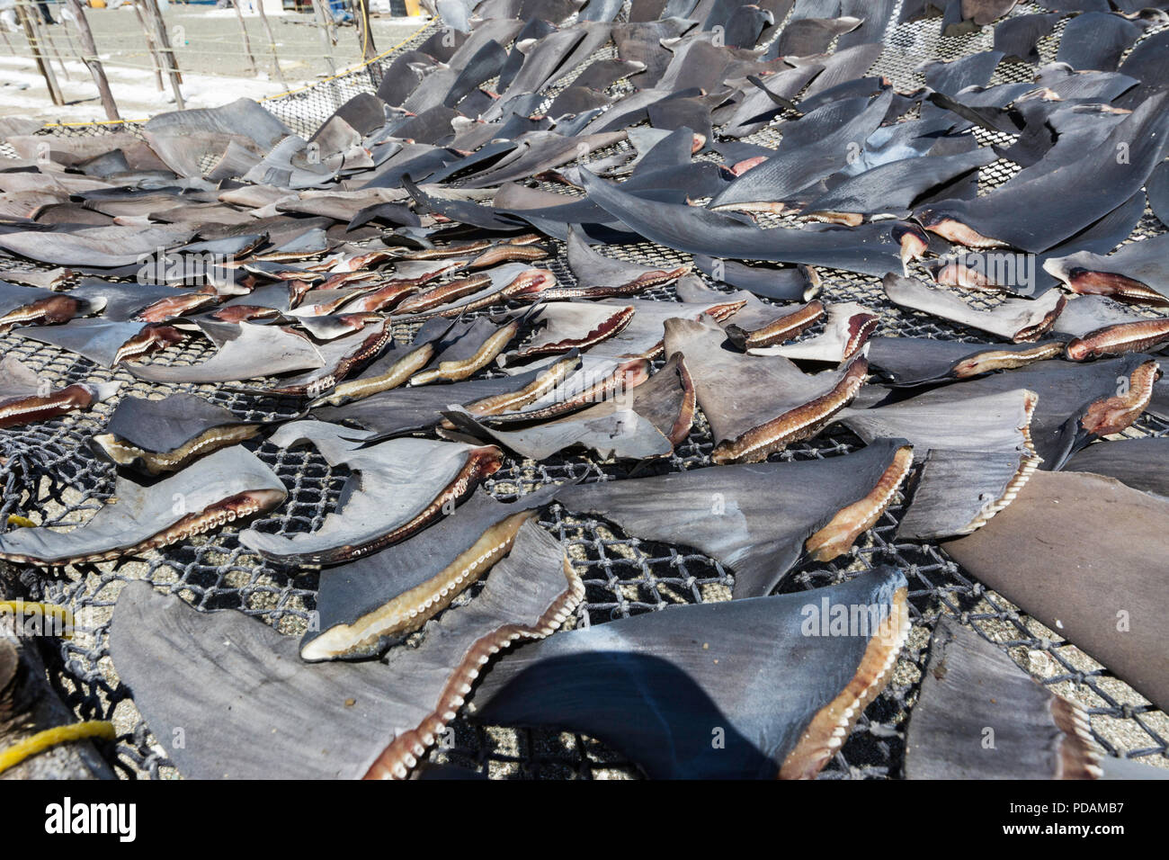 Le pinne di squalo di essiccazione al sole da squalo locale pescatore sul punto Belcher, Isola di Magdalena, BCS, Messico. Foto Stock