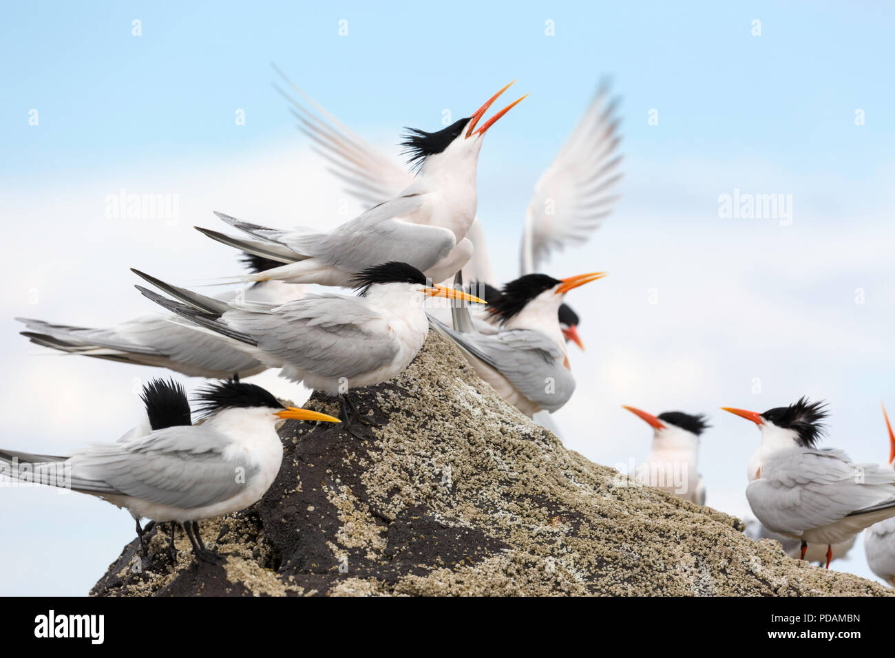 Elegante sterne, Thalasseus elegans, a colonia di allevamento su Isla Rasa, Baja California, Messico. Foto Stock