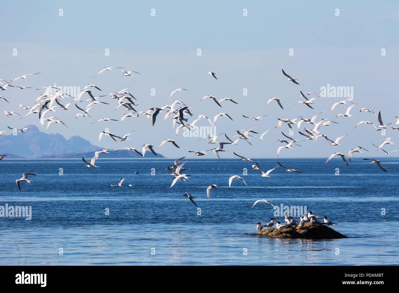 Elegante sterne, Thalasseus elegans, in volo a colonia di allevamento su Isla Rasa, Baja California, Messico. Foto Stock