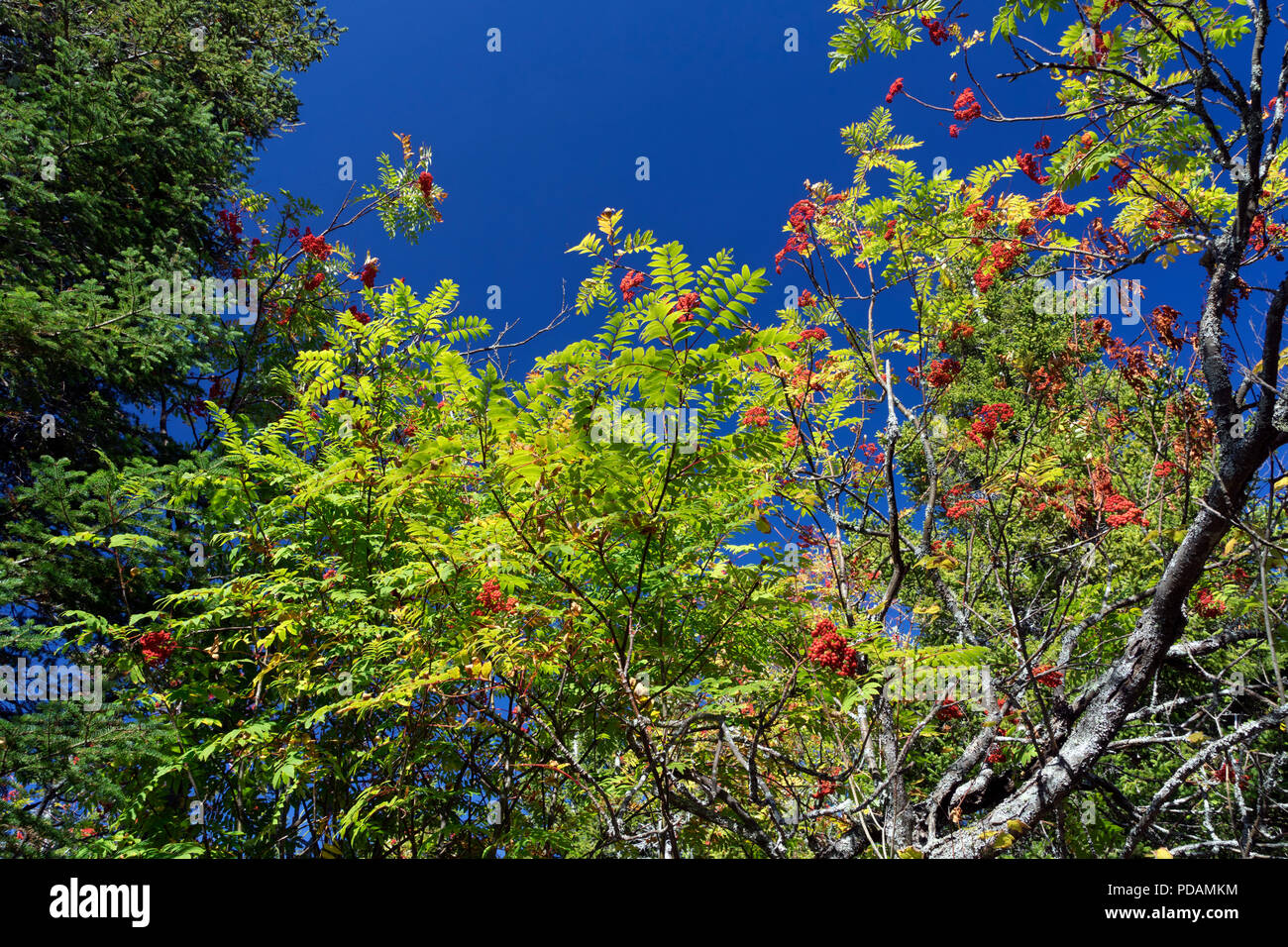 Rowan tree (Sorbus aucuparia) maturi con le bacche contro un profondo cielo blu. Foto Stock