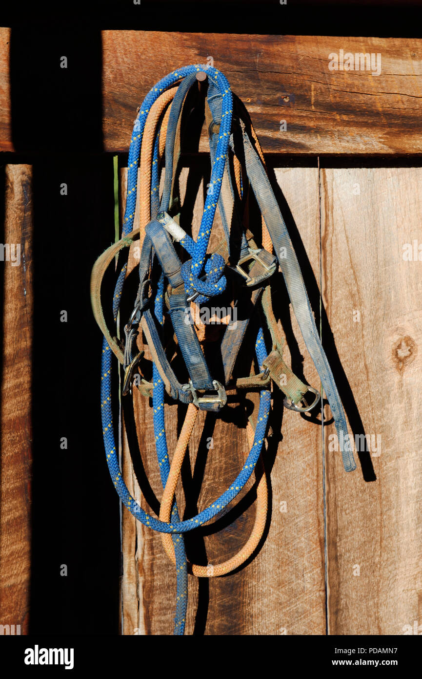 Cavallo briglie e corda appesa sulla parete di legno di una stabile in Utah, Stati Uniti d'America. Foto Stock