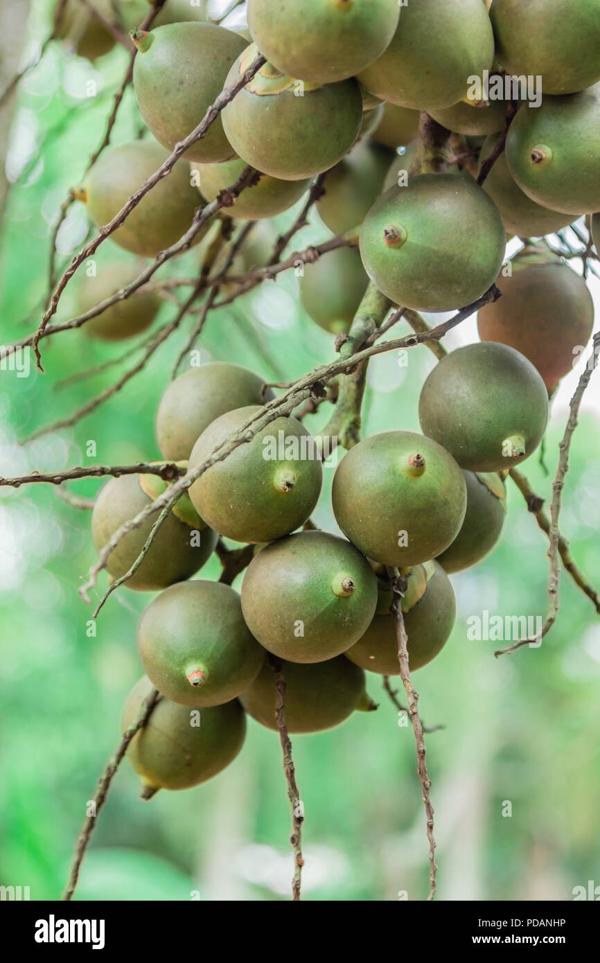 Noci di arec Palm o di betel dado palm un impianto palmae famiglia la crescente popolarità in Asia Foto Stock