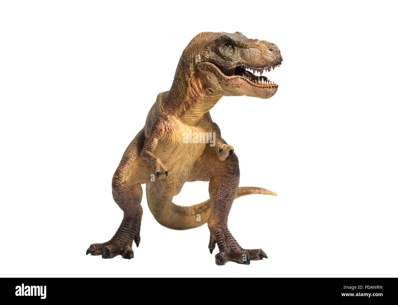 Tyrannosaurus rex isolati su sfondo bianco Foto Stock