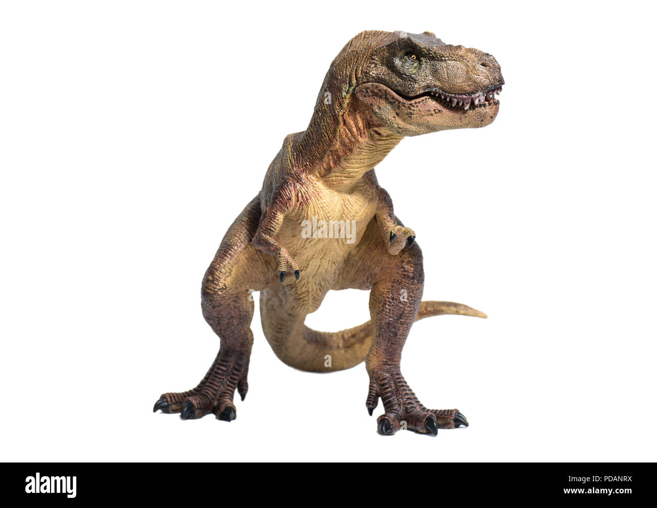 Tyrannosaurus rex isolati su sfondo bianco Foto Stock