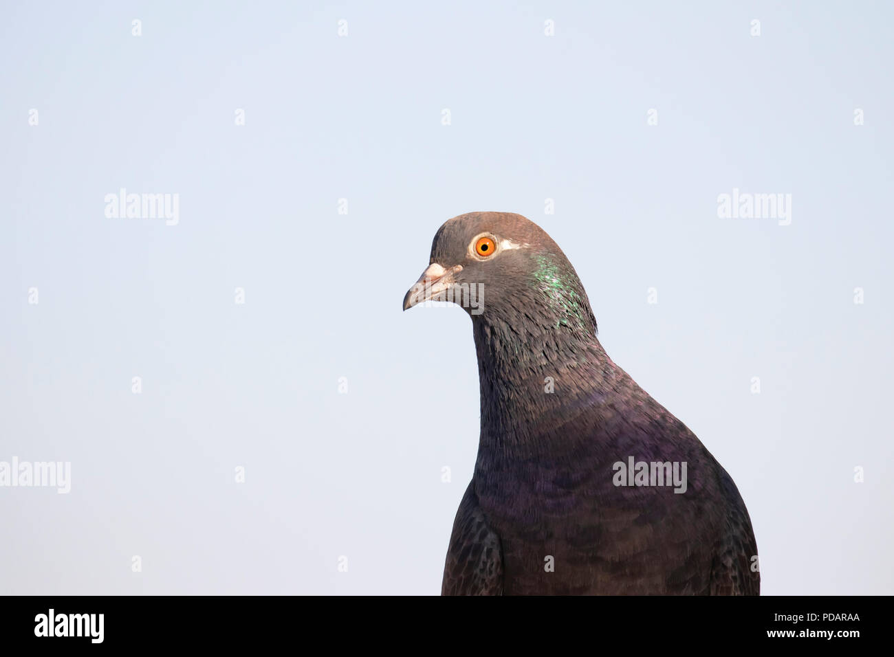 Il piccione nero con occhi Arancio Foto Stock