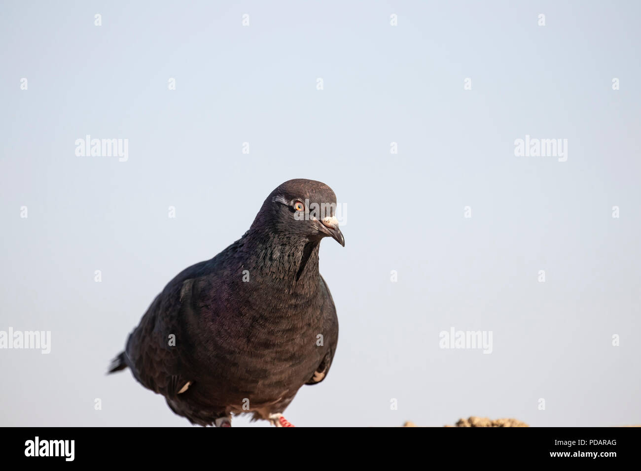 Il piccione nero con occhi Arancio Foto Stock