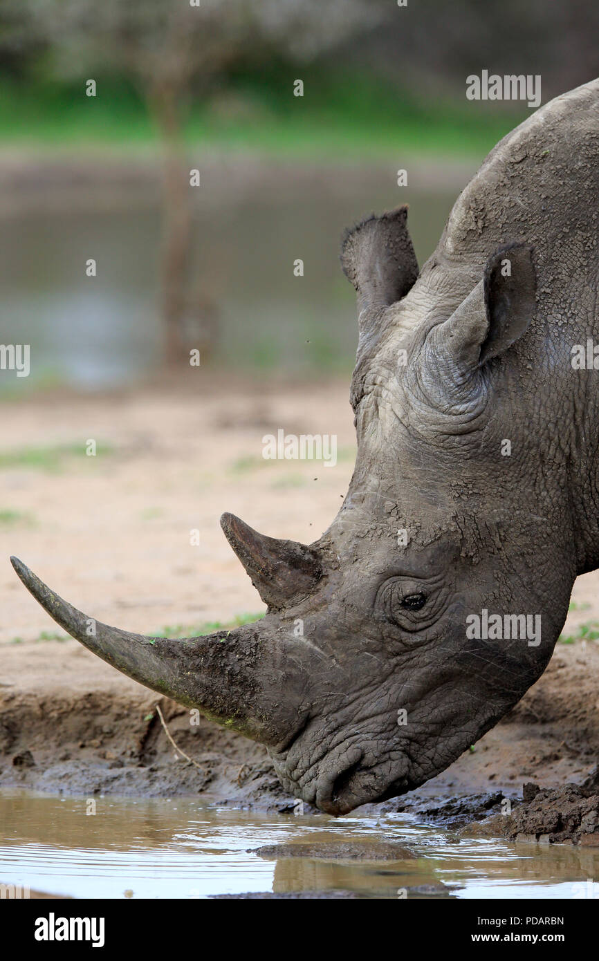 Rinoceronte bianco, Hluhluwe Umfolozi Nationalpark, Hluhluwe iMfolozi Nationalpark, KwaZulu Natal, Sud Africa, Africa, Ceratotherium simum Foto Stock
