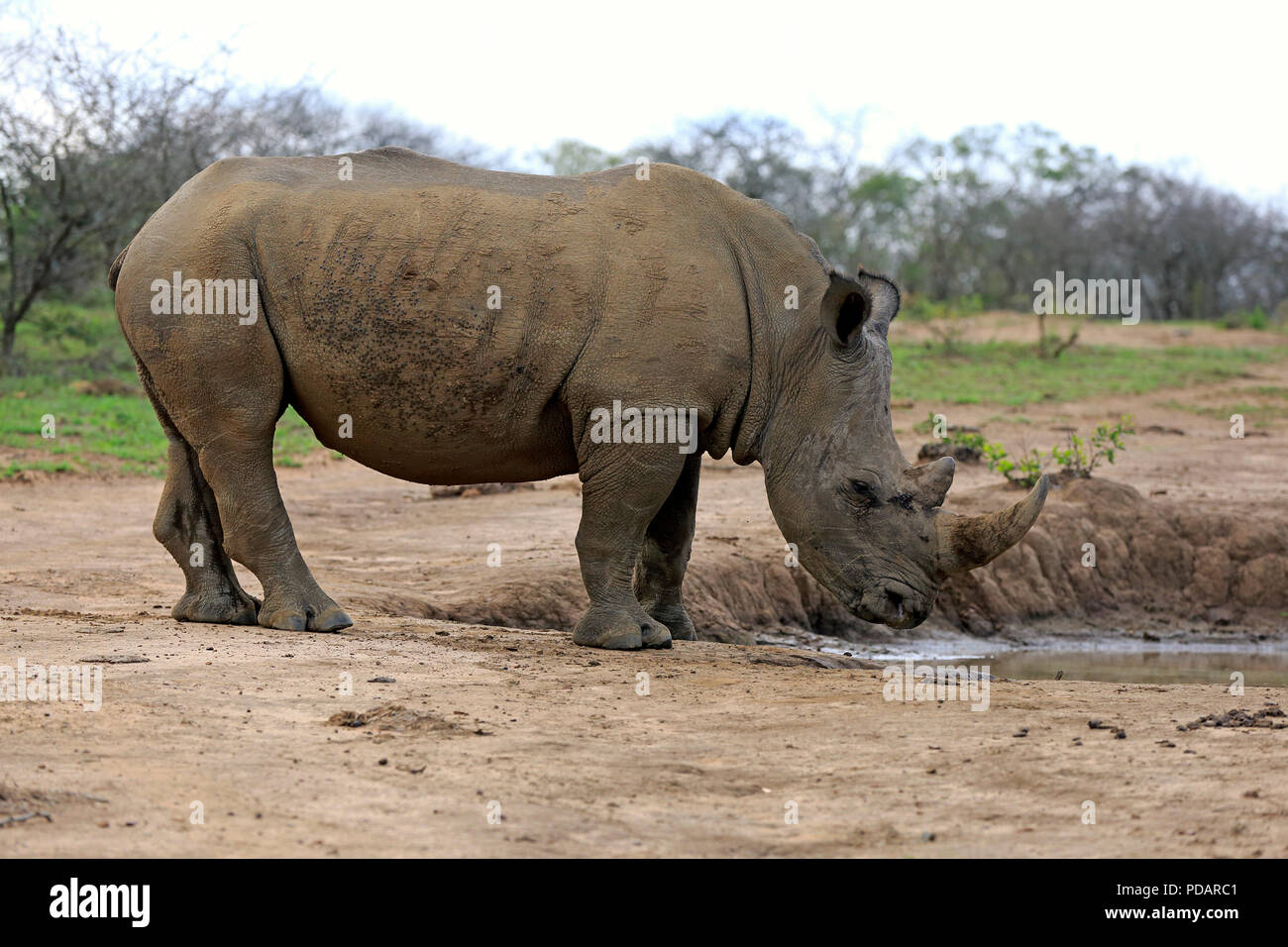 Rinoceronte bianco, a waterhole bere, Hluhluwe Umfolozi Nationalpark, KwaZulu Natal, Sud Africa, Africa, Ceratotherium simum Foto Stock